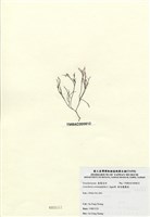 藏品(傘房龍鬚菜)的圖片